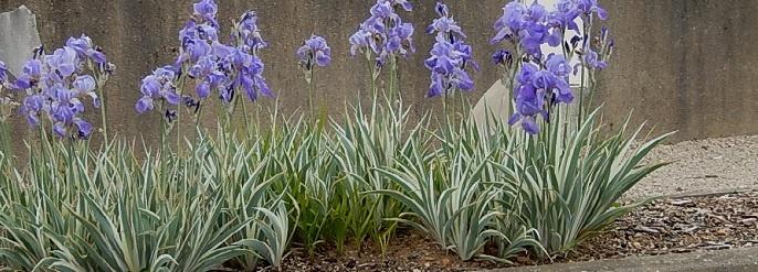 Entretion des iris de jardin