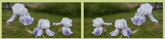 Grand iris de jardin Living waters acheter des iris de jardin
