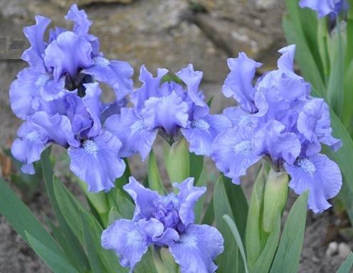 iris de jardin nain