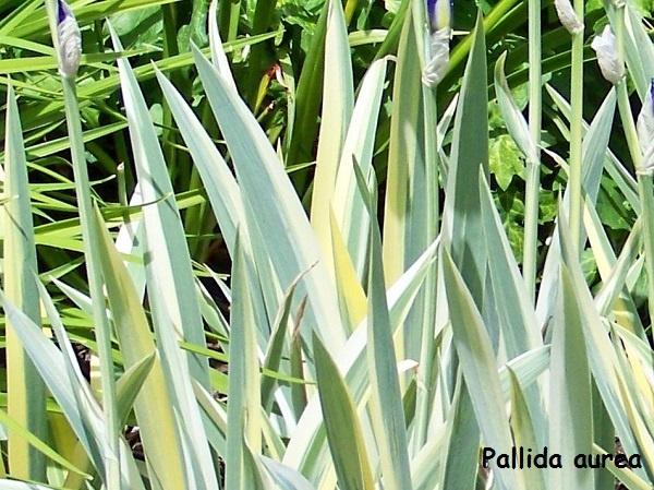 Grand iris de jardin novelty Pallida aurea