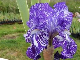 Iris de jardin de bordure novelty broken color Batik