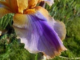 Iris de jardin de bordure novelty space age Bermuda triangle