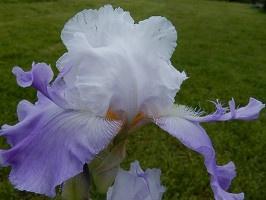 Iris de jardin novelty space age Oasis hairy 2