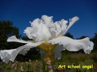 Grand iris de jardin novelty space age Art school angel